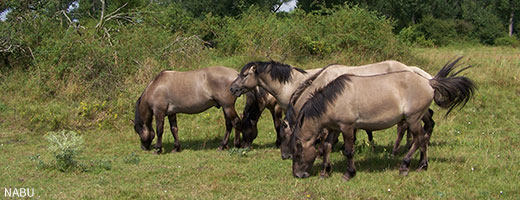 Auch Wildpferde werden im Rahmen des Beweidungsprojektes gehalten. Die Rinder und Pferde auf der Westseite der Elbe konnten gerettet werden.<br><br>