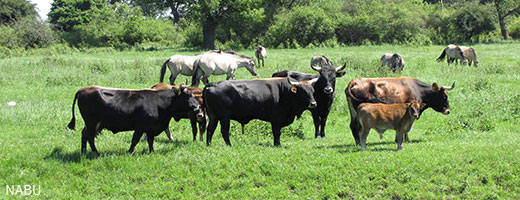 Seit rund 20 Jahren hält der NABU auf den Naturschutzflächen entlang der Elbe Tiere, unter anderem Taurus-Rinder. Die wilden Rinder lassen sich nur schwer zusammentreiben und einfangen.