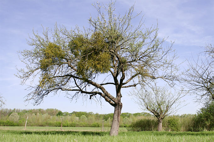 Mistelbewuchs auf Apfelbaum - Foto: Helge May