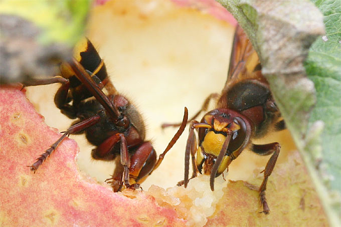 Tipps für den Umgang mit Bienen, Wespen und Hornissen