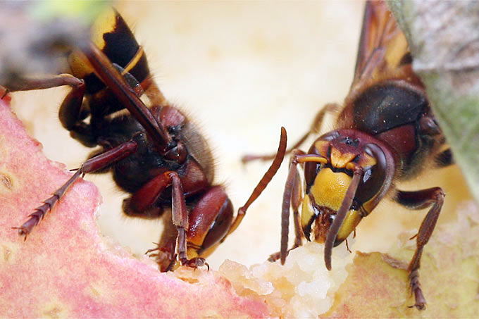 Hornissen fressen an Apfel - Foto: Helge May