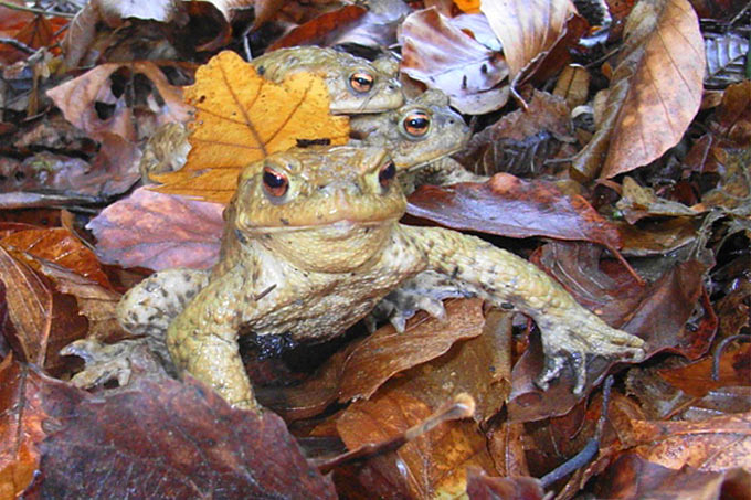 Erdkröten im Laub - Foto: Karl-Heinz Fuldner