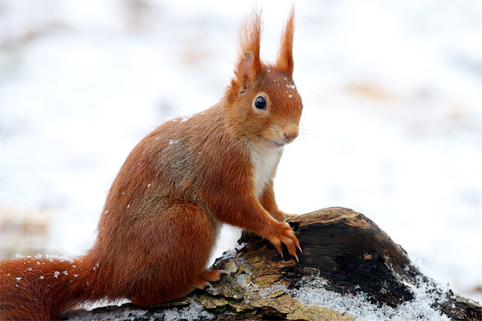 Auch Eichhörnchen sind oft gesehene Gäste im Wintergarten.  - Foto: Frank Derer