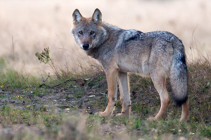 Wolf - Foto: Jürgen Borris