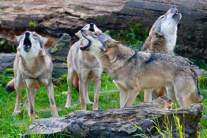 Mittlerweile siedeln mehrere Wolfsrudel in Sachsen-Anhalt. - Foto: Christoph Bosch