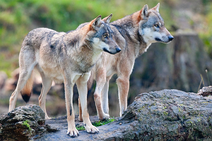 Wölfe besitzen eine ausgeprägte Territorialität. - Foto: Christoph Bosch