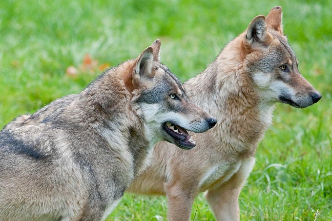 Herdenschutz ist elementar, um Wolfsrisse von Nutztieren zu verhindern. - Foto: Christoph Bosch