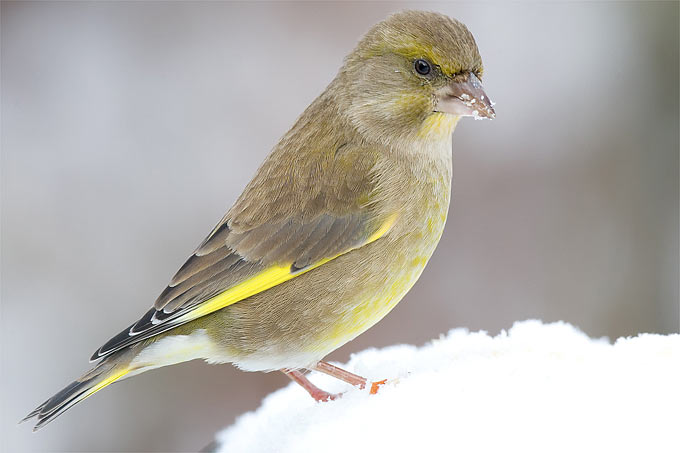 Grünfink im Schnee - Foto: Frank Derer