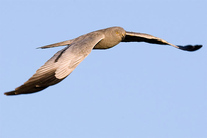 Wiesenweihe (Männchen) - Foto: Frank Derer