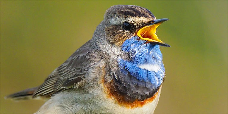 Blaukehlchen - Foto: Uwe Hennig/www.naturgucker.de