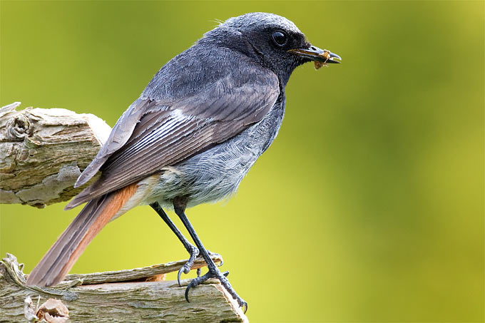 Hausrotschwanzmännchen - Foto: Frank Derer