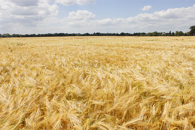 Getreide spielt eine wichtige Rolle für die Versorgung der Welt - Foto: Helge May