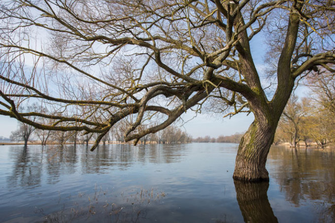 Hochwasser an der Havel - Foto: Klemens Karkow