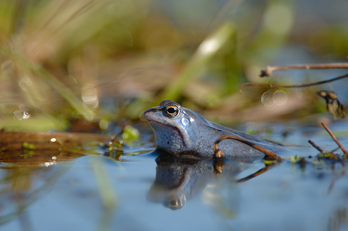 Für den Moorfrosch stellt ausgeprägter Wassermangel eine ernste Gefahr dar. - Foto: Andreas Schüring