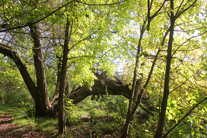 Umgestürzte oder ungewöhnlich gewachsene Bäume bieten wertvolle Lebensräume. - Foto: Helge May
