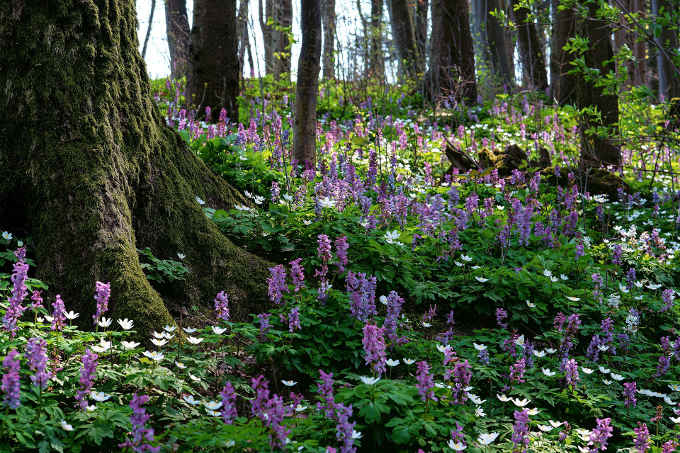 Frühlingswald mit Lerchensporn - Foto: Daniele Dugre
