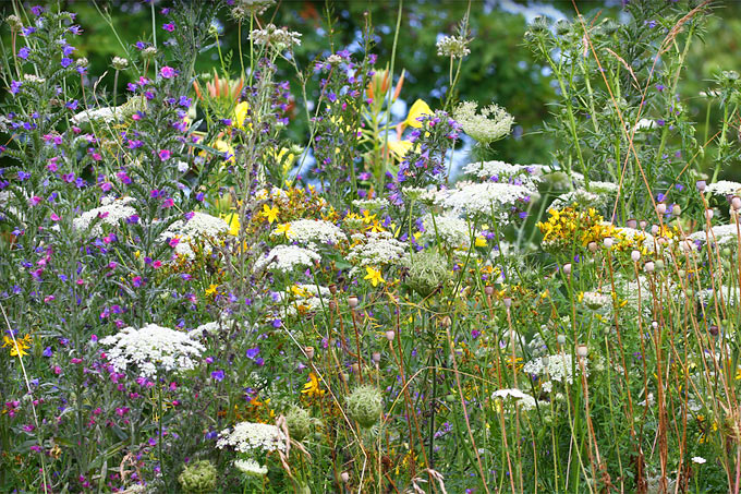 Reiche Blumenwiesen bieten ideale Bedingungen für viele nützliche Insekten. - Foto: Eric Fischer