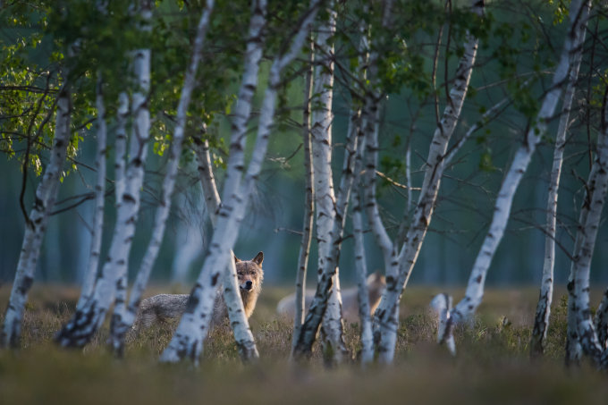 Ein Wolf schaut zwischen den Birken hervor. - Foto: Heiko Anders