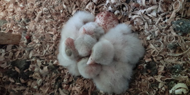 Anfang Juni waren es vier kleine Falkenküken - Foto: Silvia Silberborth