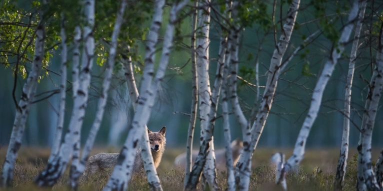 Ein Wolf schaut zwischen den Birken hervor. - Foto: Heiko Anders
