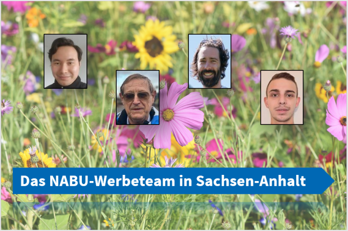 Das NABU-Werbeteam in Sachsen-Anhalt (v. l. n. r.): Andreas Walther, Dr. Gerhard Bergmann, Marko Frech, Tim Schubert. - Collage: Grit Liebelt