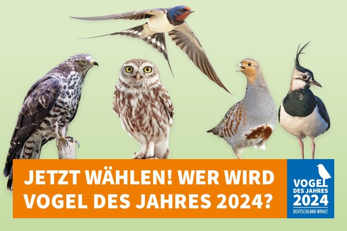 Dies sind die Kandidaten des Vogel des Jahres 2023. - Foto: NABU